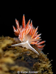 First Find!
The first nudibranch I came across on a new ... by Kate Jonker 